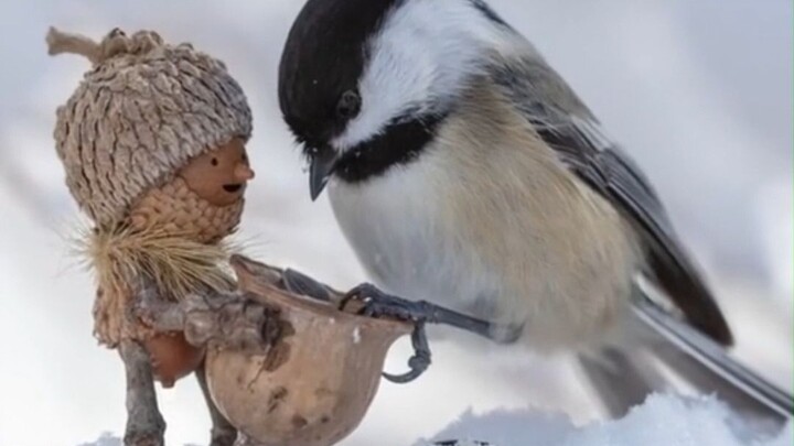 "Creating elves from acorns and twigs, living in a fairytale town with animals"