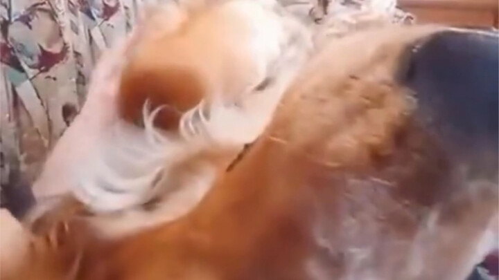 ชอบนอนคว่ำกลับหัวไว้ในอ้อมกอดเจ้าของแบบชูโกะ