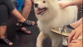 Sa Xiaoye: Hehehe~ Aku hanya mengatakan bahwa semua orang menyukaiku