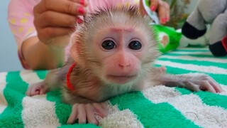 Most Adorable Baby Monkey!! Wow, So cute when Mom cleaned diaper for tiny adorable Luca