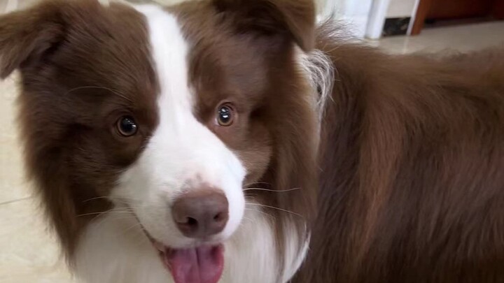 ลูกหมาก็มีความแค้นเหมือนกันนะ~