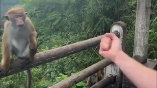 Performing magic tricks for monkeys and gorillas is enough for them to ponder over this little trick