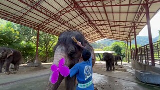 คุณยายแม่บุญมาช้างผมยาวที่สุดในโลกยังสวยเหมือนเดิมจ้าา