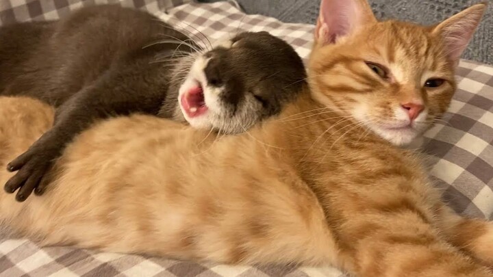 【นาก】ขาสั้นๆ ที่หนีออกจากคุกไม่ได้ ถึงกับวิ่งวนไปวนมาด้วยความร้อนใจ