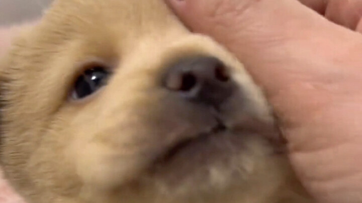 น่ารักจริงๆ มันเหมือนเด็กทารกเลย