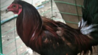 meet my lakton na manok