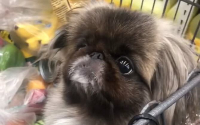 Chú chó Pekingese yêu ngay từ cái nhìn đầu tiên món đồ chơi vịt con trong siêu thị