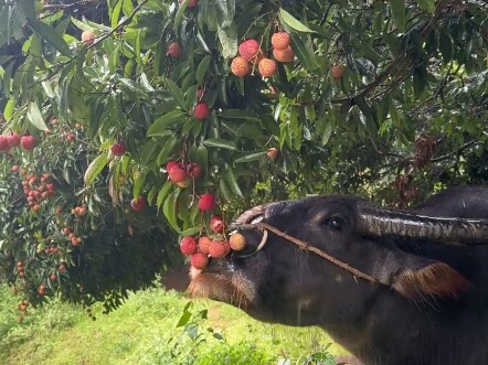 Leci sebanyak ini, aku si sapi juga pengin makan!