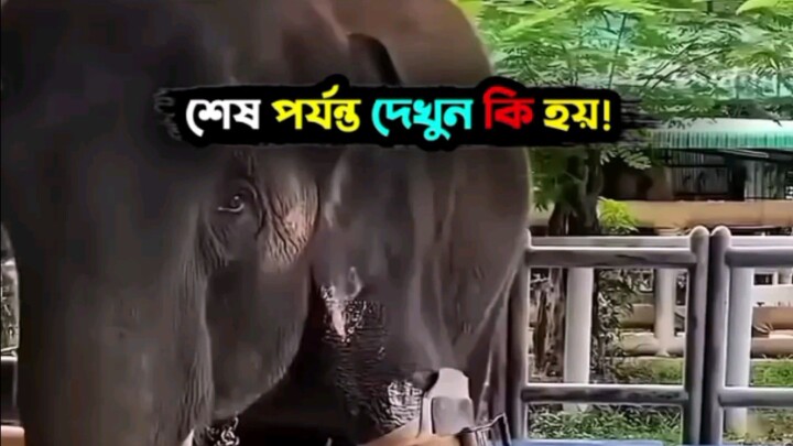 Watch How the Elephant belongs..