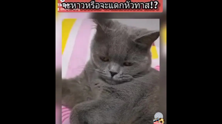 อ้าวค้างซะ แล้ว😹😹