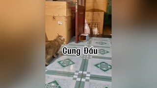 Mệt mõi nắmmmm mèo cat