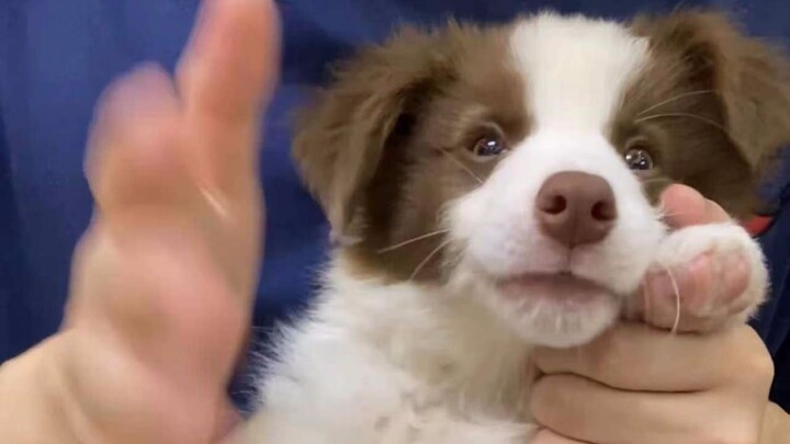 Border Collie: The reason everyone wants to know is why it came today