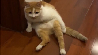 قط يفتقر إلى الوعي بإدارة المظهر