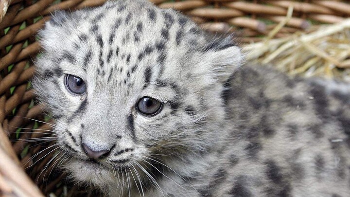 Bá chủ tinh khiết của dãy núi tuyết, thợ săn tự do nhanh nhẹn và linh hoạt – Báo tuyết: Tui dữ lắm đ