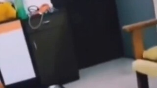 《Animal Behavior Awards➐❾》