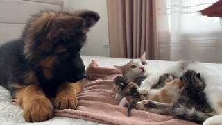 Chú chó chăn cừu Đức nhỏ bé lần đầu tiên gặp chú mèo con và món đồ chơi trong miệng chú đột nhiên mấ
