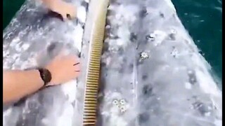 组团抠藤壶，一群鲸鱼把游客围住，让他们抠藤壶！%海洋 %海洋生物