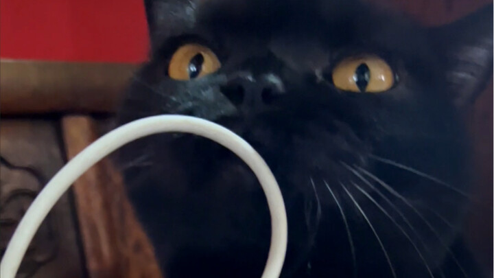 Why is this black cat so harmless? It’s so hard to get her to even bite a charging cable! 55555