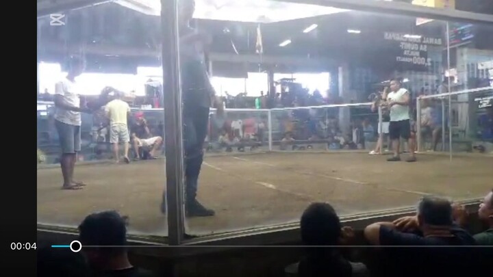 Muntinlupa cockpit Cuban Blues 2x Winner. Marraoy Blues win