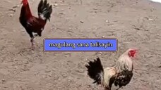 first fight lose..nakauna na, nakuha pa Sa taas