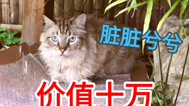 Mèo nhặt được từ chó? Không, nó là đồng nhân dân tệ biết đi!!