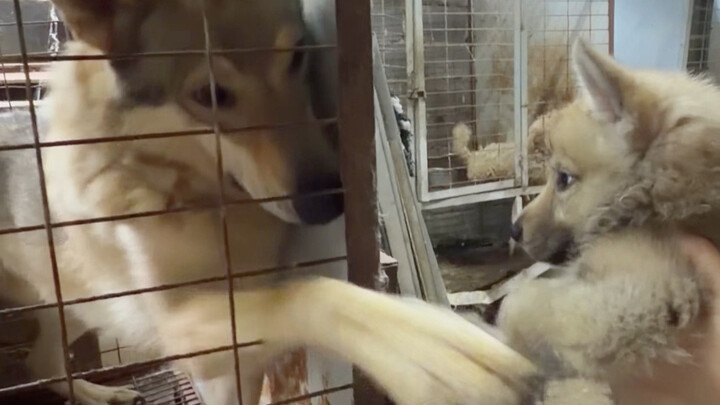 I adopted a wolf cub, and the wolf dad’s reaction at the end really moved me to tears. Even though I