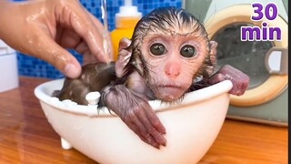 Summary of the best videos about Baby monkey Bon Bon