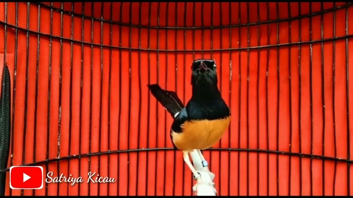 Dasyattt...MURAI BATU TEMBAKAN Paling Di Sukai Juri