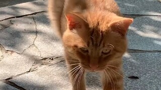 Apa yang sebenarnya dialami oleh si Kucing Oranye malangku selama sebulan ini?