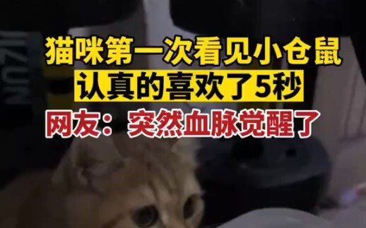 December 18, Anhui: A kitten sees a little hamster for the first time and takes a serious liking to 