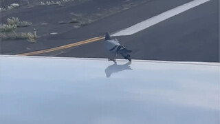 Gliding on chicken wings, the pigeon is really amazing.