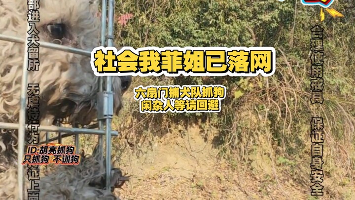 The sequel 5 million fans have been waiting for: Sister Fei from the internet has been caught! Let’s