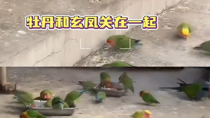 Không trách họ tịch thu con chim, nhưng trách họ đã không chăm sóc nó tốt.