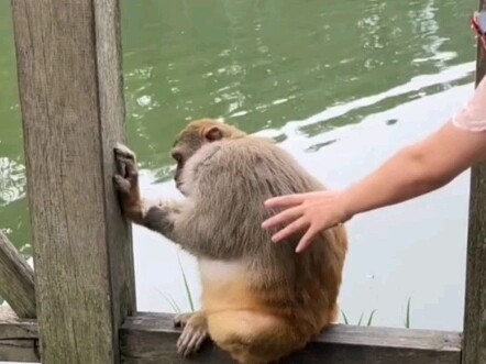 Ambush the Alpha Male Monkey