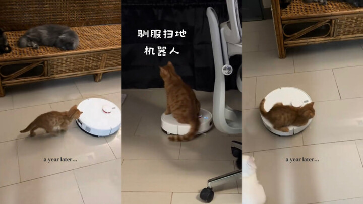 Little Orange Battles the Robot Vacuum