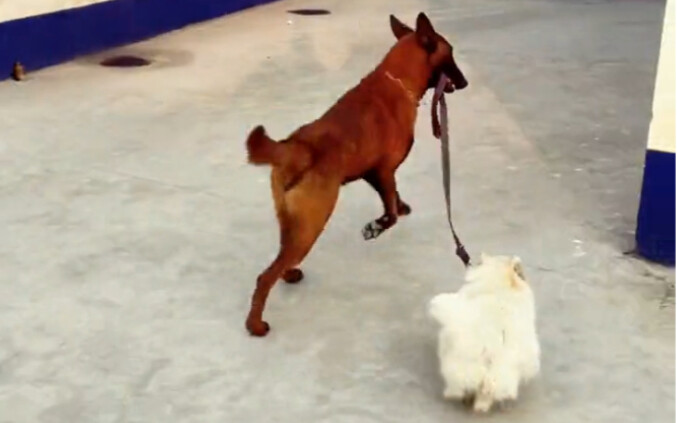 Pemilik rubah perak kecil itu belum datang dan terlalu sibuk untuk mengajaknya jalan-jalan. Untungny