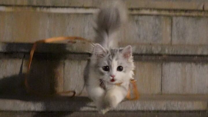 That cat in the back is even faster than you—you’re not even as fast as a cat.