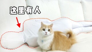 妹子穿上隐身衣，和猫躲猫猫，猫：人类迷惑行为大赏？