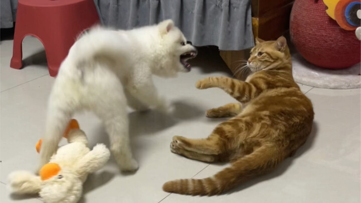 Sangat disarankan agar kalian tidak memelihara kucing dan anjing bersamaan!