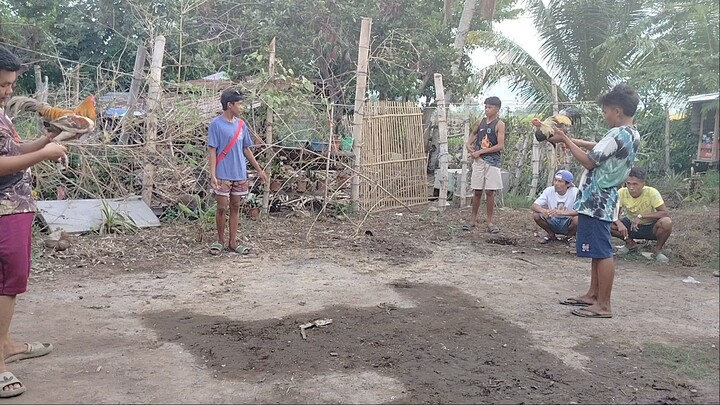 partida kanan tari Asil win!! 1hit delete