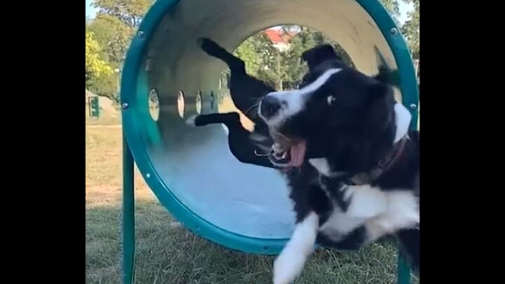 这狗子...我笑了一整天！