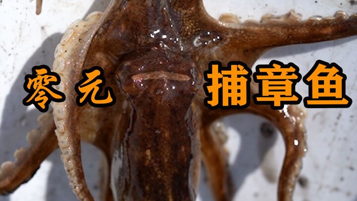 [Brother Shangqing] Catching Octopuses for Zero Yuan!