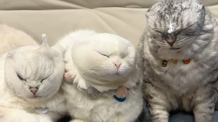 Ski’s IQ really is inversely proportional to her beauty!