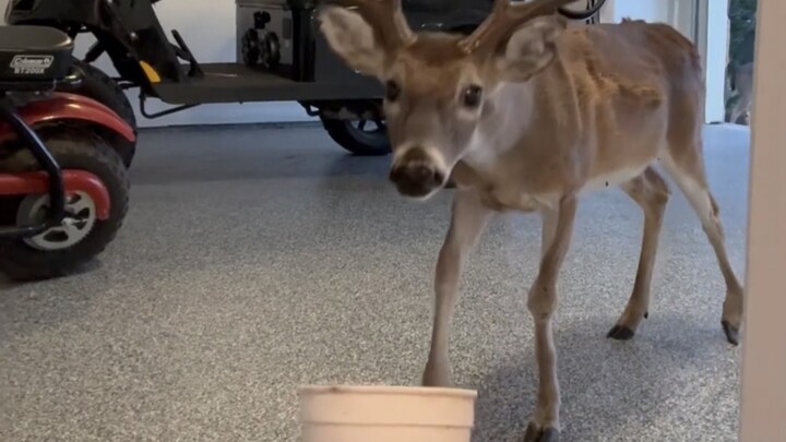 Rusa datang ke rumahmu buat makan dan minum gratis
