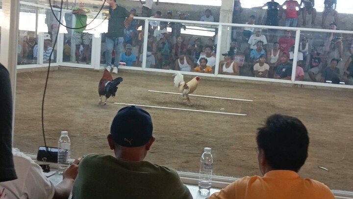 pale/white choco ALCALA COCKPIT ARENA