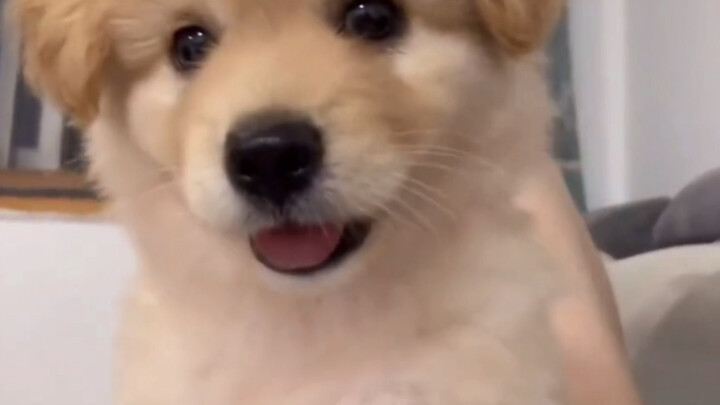 It is so... cute.