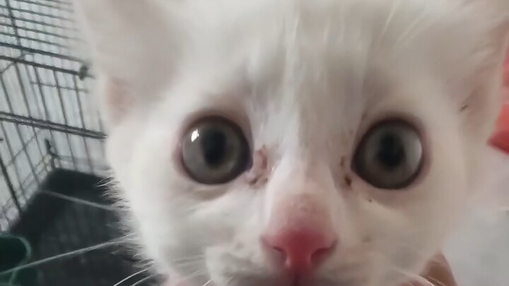 Did I ever say I was a little female cat?