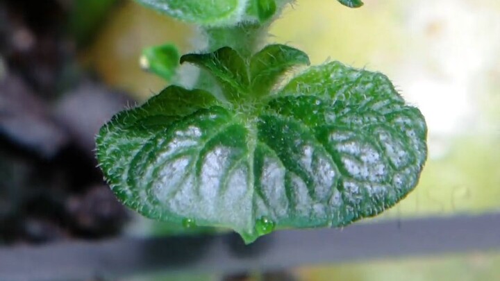 [Quay time-lapse] Khoai tây nảy mầm