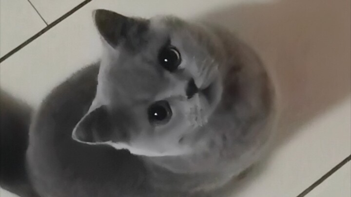 Năm tháng là con dao giết mèo