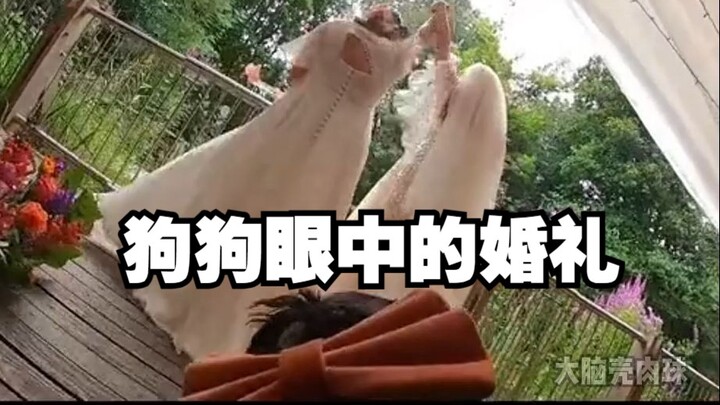 Merekam pernikahan dari sudut pandang seekor anak anjing~